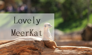 Meerkat